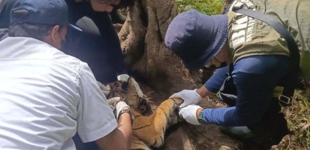 Harimau Sumatera Terjerat Lima Perangkap Babi di Pasaman, BKSDA Evakuasi ke Padang