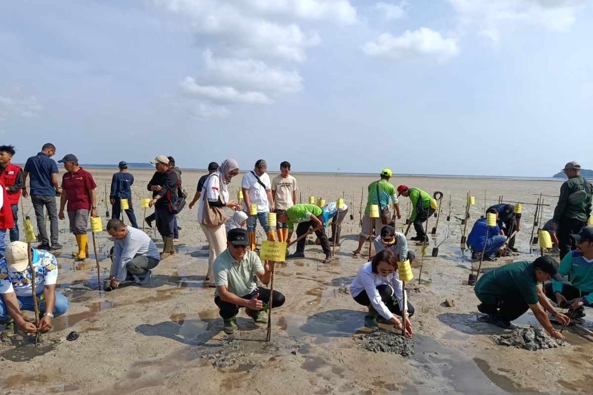 Wabup Belitung Syamsir Ajak Warga Jaga Hutan Bakau, Sebut Benteng Alami Lawan Abrasi di Pesisir