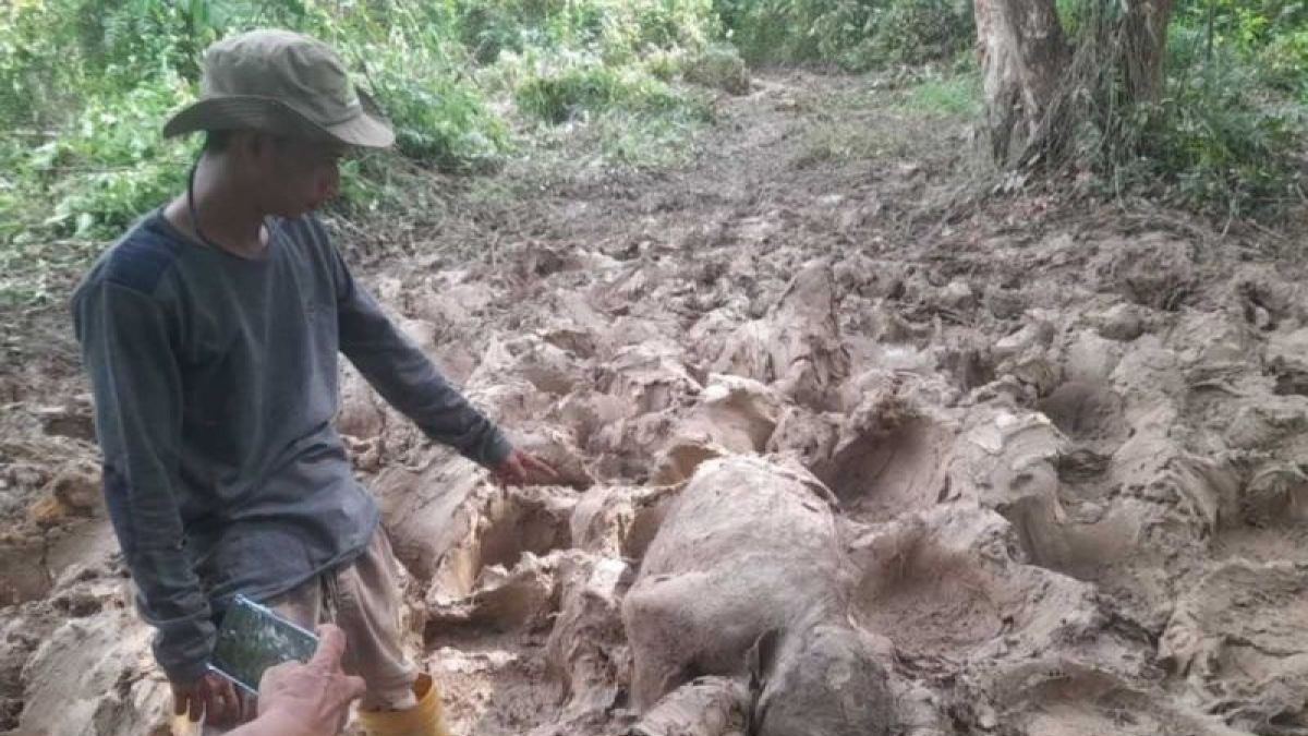 Bayi Gajah Sumatera Ditemukan Mati di Perkebunan Aceh Timur, BKSDA Duga Keguguran Alami