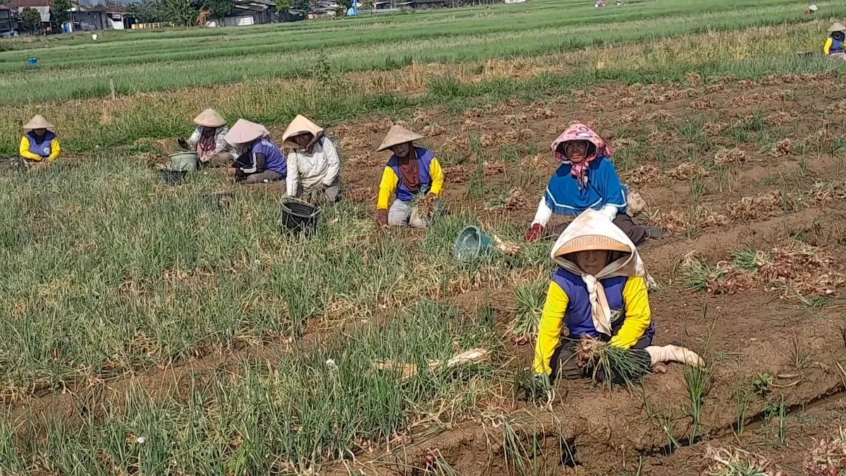 Harga Bawang Merah Terancam Anjlok Saat Panen Raya, Petani dan Penebas di Kendal Keluhkan Pola Tanam Tak Serempak