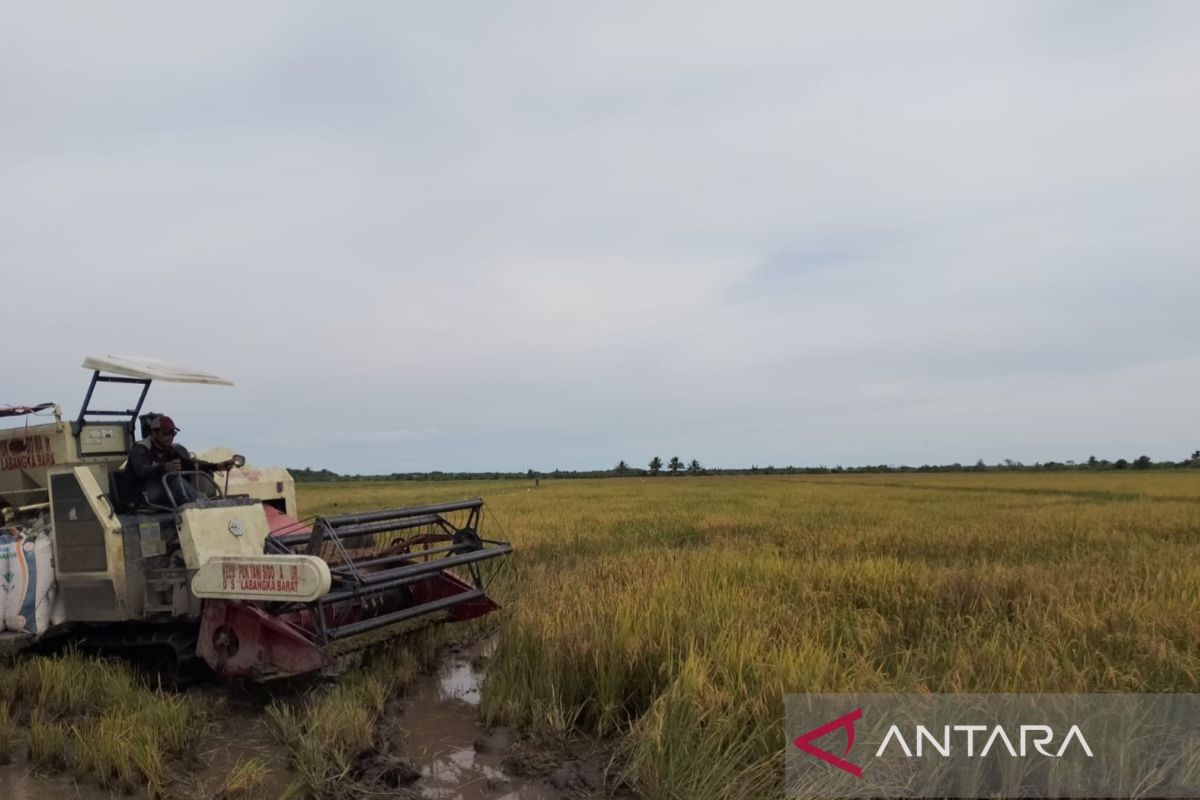 Bulog Kaltimra Target Serap 18.385 Ton Gabah Petani di Penajam dan Paser, Baru Terealisasi 57 Persen