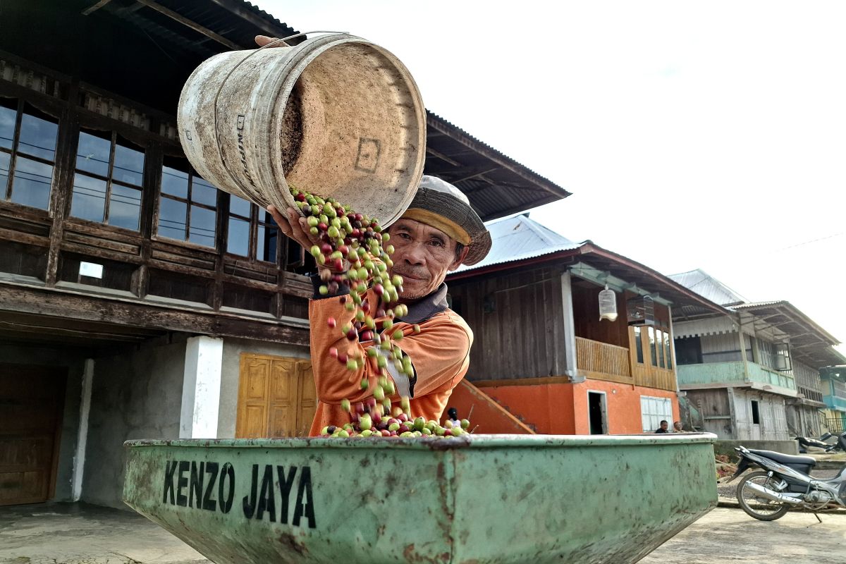BI Lampung: Hilirisasi Lindungi Petani dari Guncangan Harga Komoditas, Kakao-Kopi Siap Diekspor
