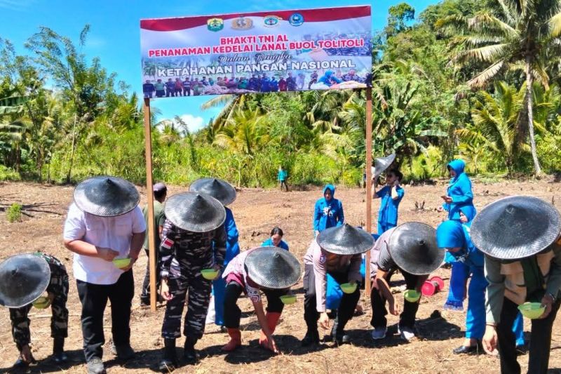TNI AL dan Pemkab Buol Tanam Kedelai di Dusun Tontoyon, Dorong Kemandirian Pangan Lokal