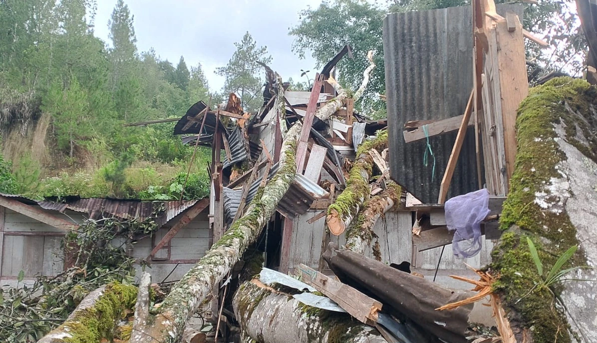 Dua Rumah Warga di Mamasa Ambruk Rata dengan Tanah Tertimpa Pohon Beringin Raksasa, Kerugian Capai Ratusan Juta