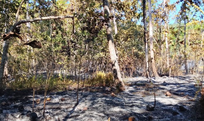 Kebakaran Lahan di Ternate Barat Hanguskan 4 Hektare Kebun Kelapa Warga, Api Diduga Berasal dari Pembakaran Daun
