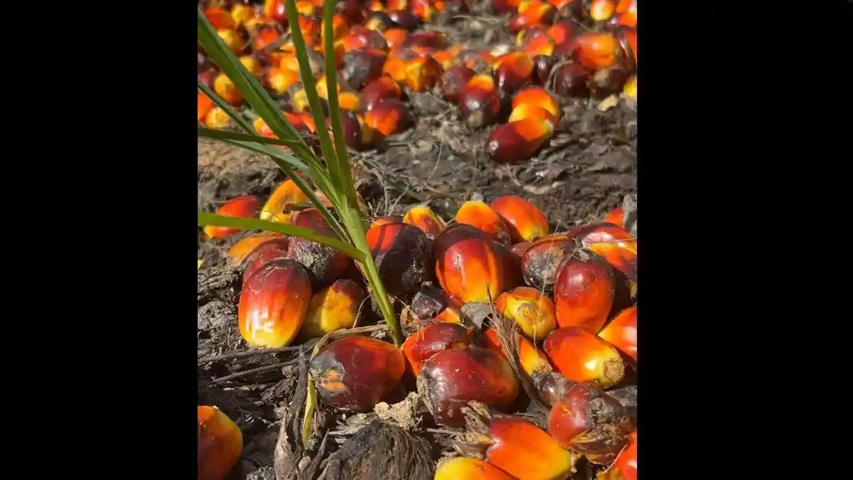 Harga Sawit di Jambi Naik Jadi Rp3.706 per Kg di Pabrik, Petani Hanya Terima Rp2.700-Rp3.300