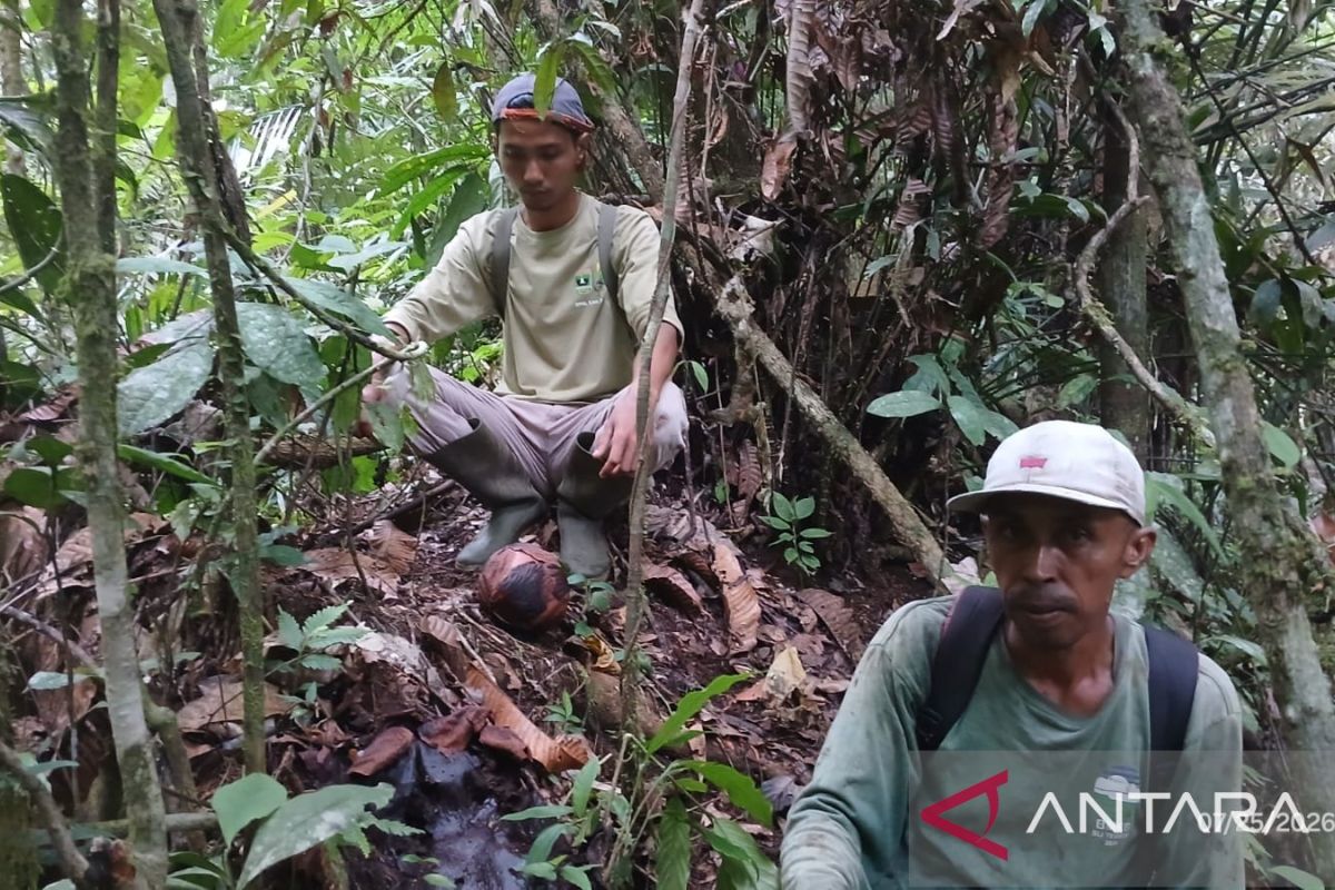 BKSDA Sumbar Temukan Sebaran Rafflesia ke-19 di Agam, Bunga Langka Ini Bisa Jadi Daya Tarik Wisata Baru