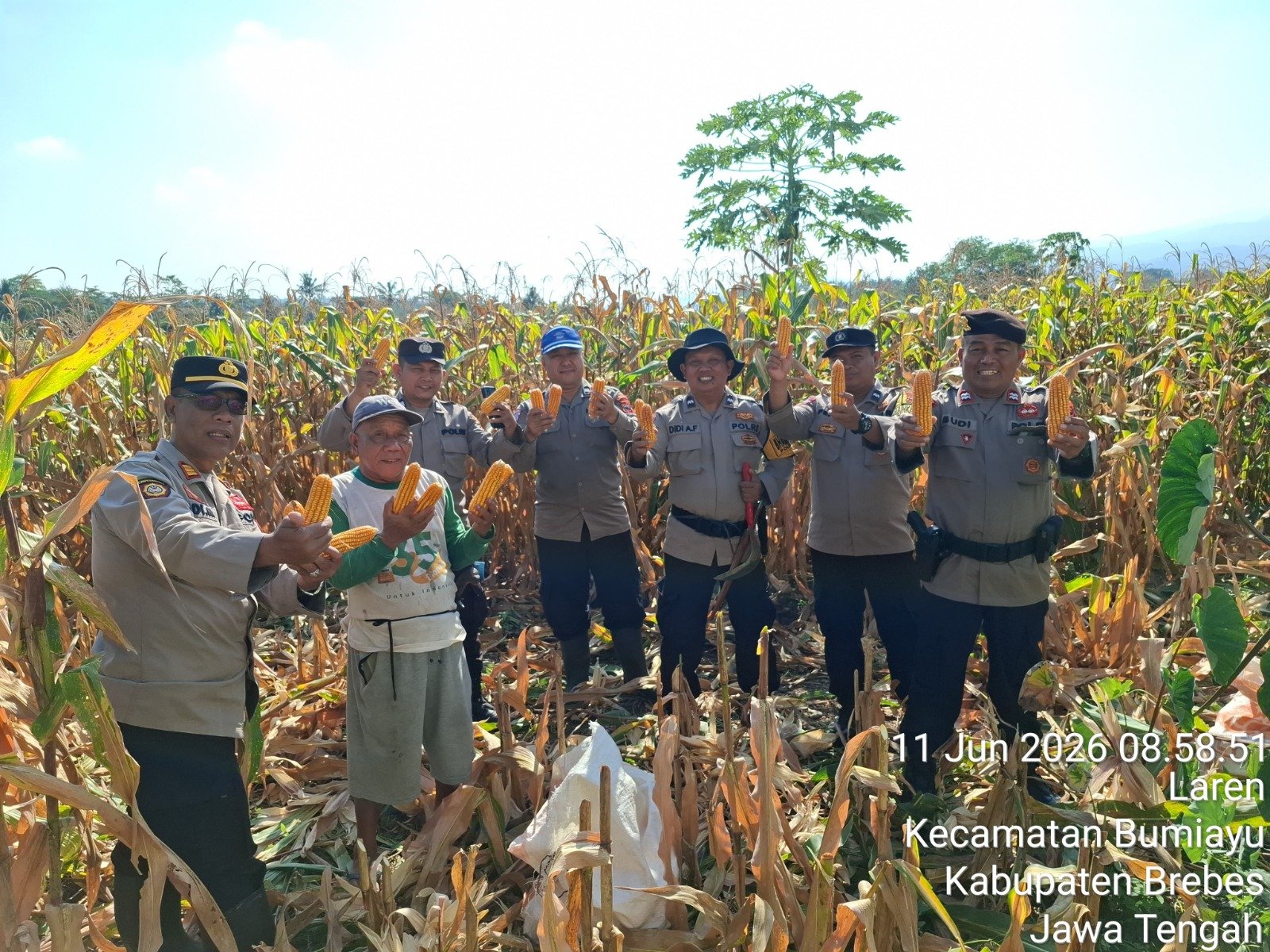 Polsek Bumiayu Panen 3 Ton Jagung Hibrida di Lahan 0,8 Hektare, Dukung Program Ketahanan Pangan Nasional