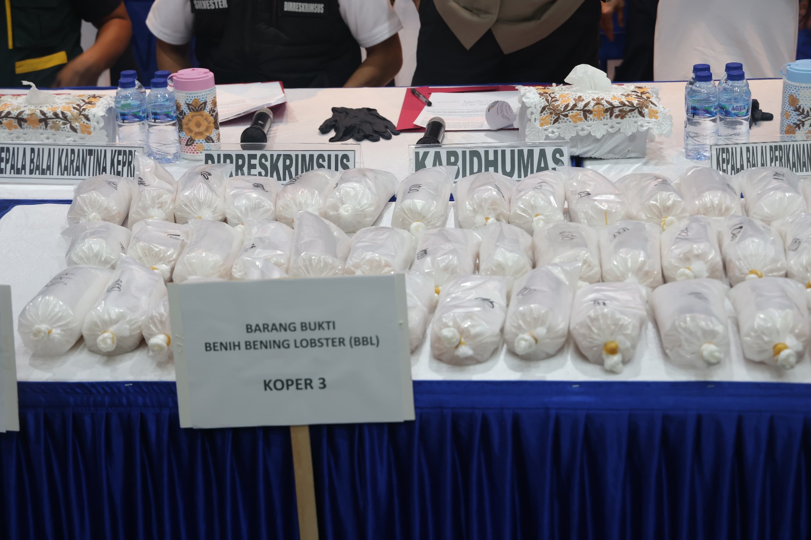 Polda Kepri Gagalkan Penyelundupan 100 Ribu Benih Lobster di Batam, Kerugian Negara Capai Rp10 Miliar