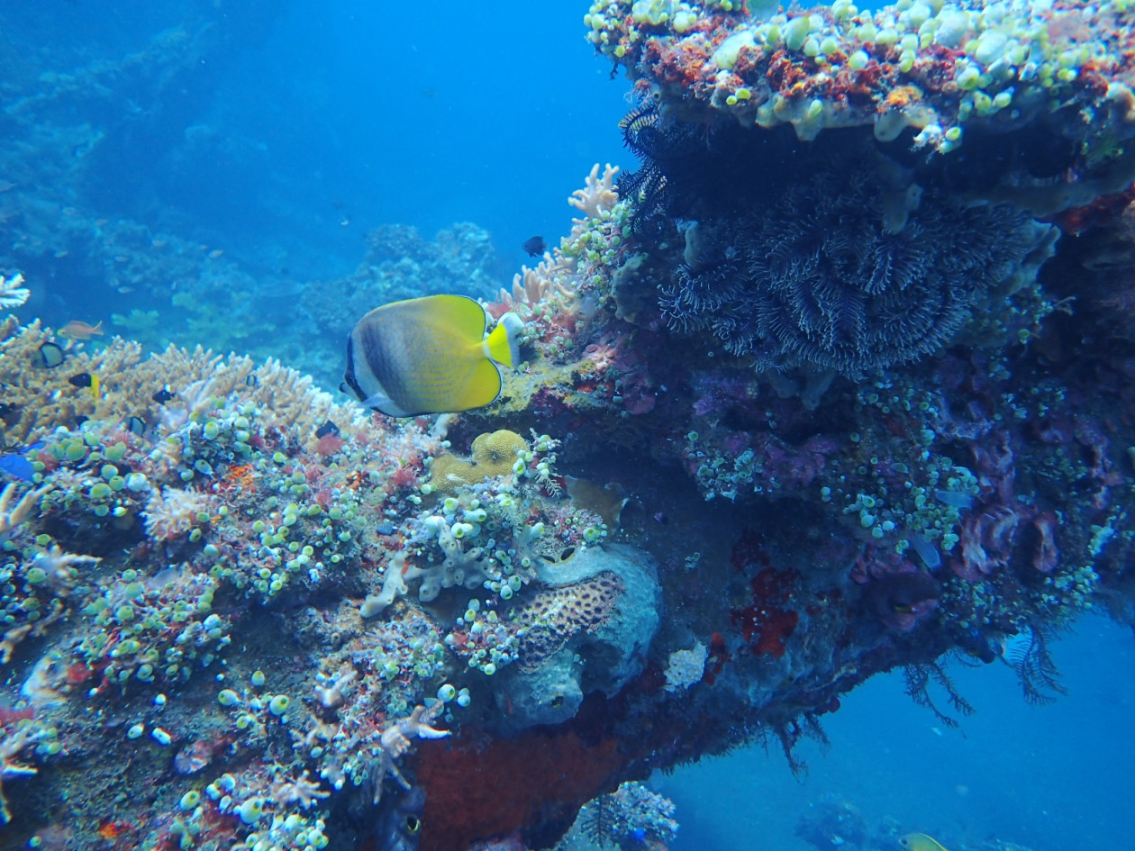 55 Mahasiswa UGM Selami Bangkai Kapal Perang Dunia II di Tulamben Bali, Ukir Pengalaman Penyelaman Perdana di Laut Lepas
