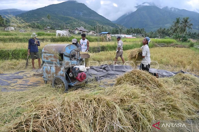 Dinas TPH Sulteng Sebut Produksi Padi 2026 Aman di Tengah Kekeringan, Proyeksi Capai 803.507 Ton