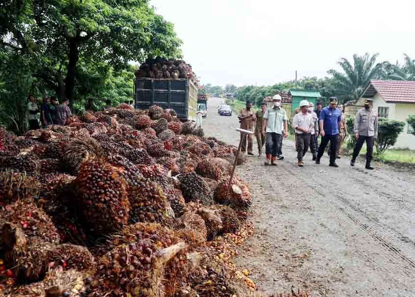 Bupati Pasaman Barat Minta PKS Tak Turunkan Harga Sawit Sepihak, Petani Rugi Rp1.600 Per Kilogram