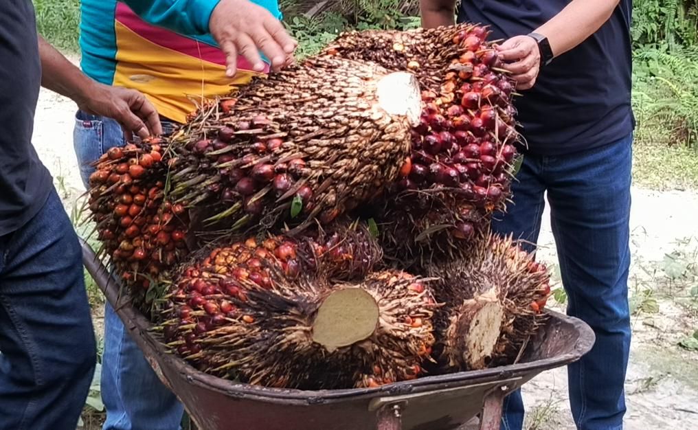 Harga TBS Sawit di Bangka Belitung Turun Rp102-Rp126 per Kg Periode Awal Juni 2026, Petani Plasma Terima Rp3.676 per Kg