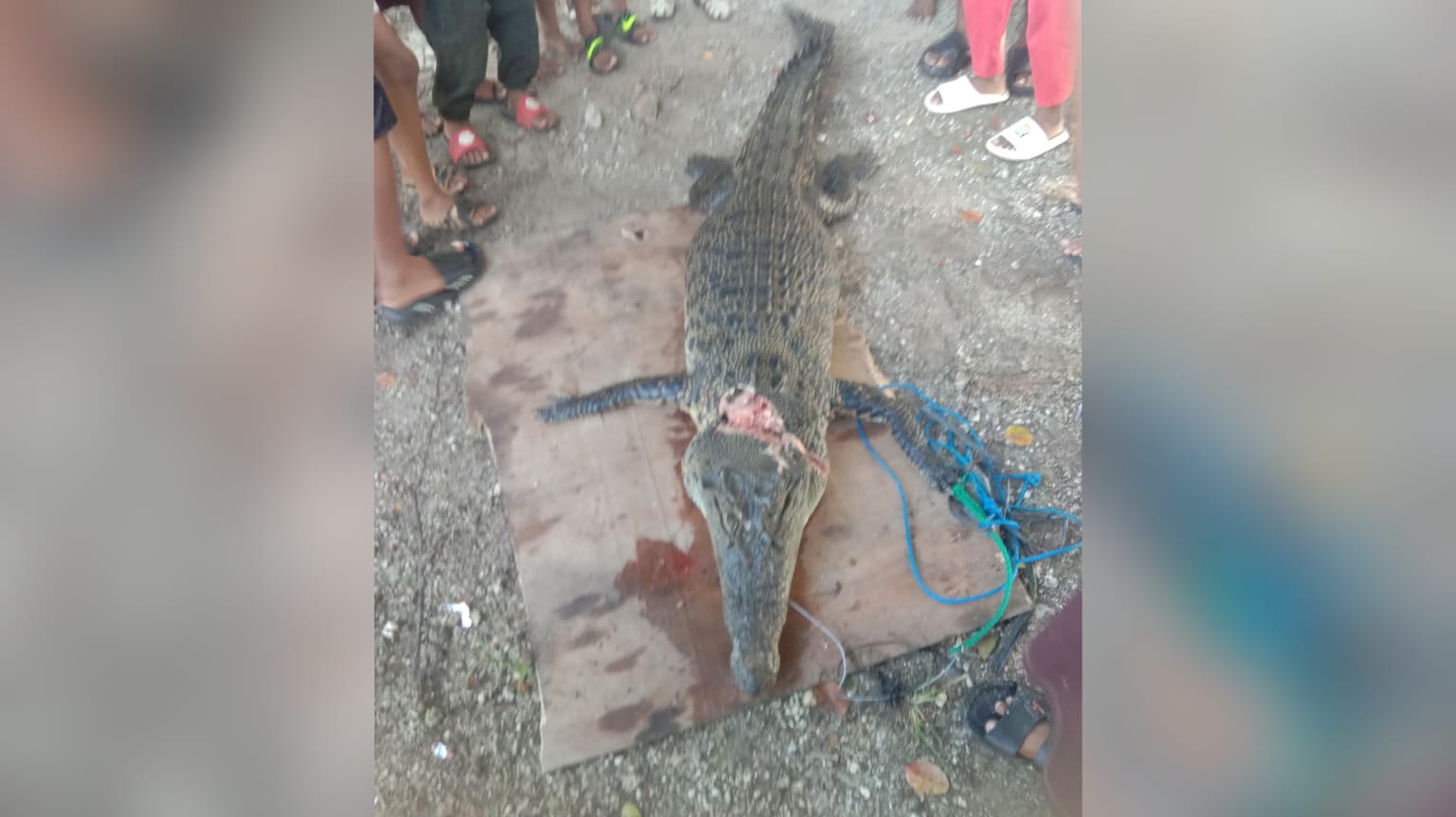 Buaya 2,4 Meter Resahkan Nelayan di Sathean, Maluku Tenggara, Akhirnya Ditangkap Warga dan Aparat
