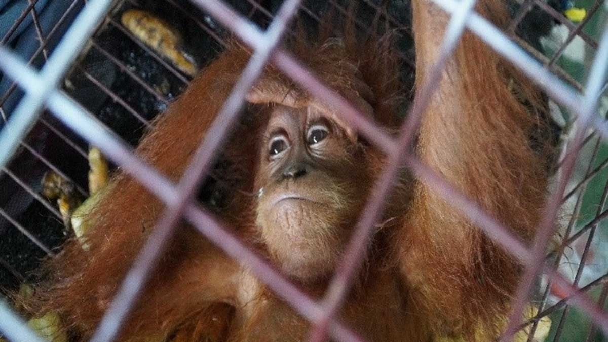 Bea Cukai Langsa Gandeng Balai Penegakan Hukum Kehutanan Edukasi Warga Cegah Perdagangan Satwa Dilindungi