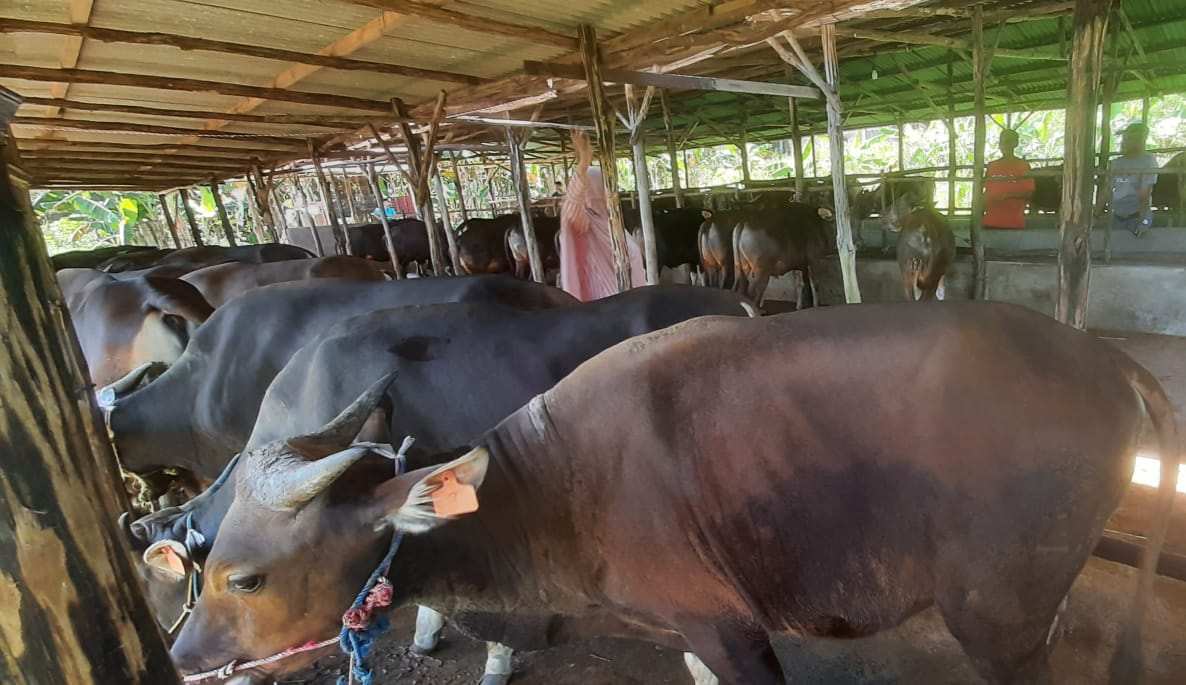 Jelang Iduladha 1447 H, 1.061 Sapi dan 1.386 Kambing di Tanjungpinang Dinyatakan Sehat, Petugas Terbitkan Label SL