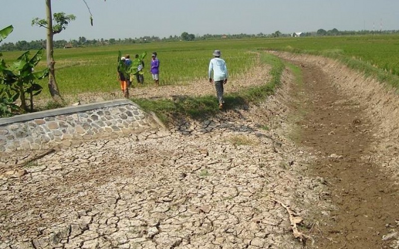 Pasokan Air Bendungan Manganti Menyusut, Puluhan Hektare Sawah di Pangandaran Mulai Kekeringan