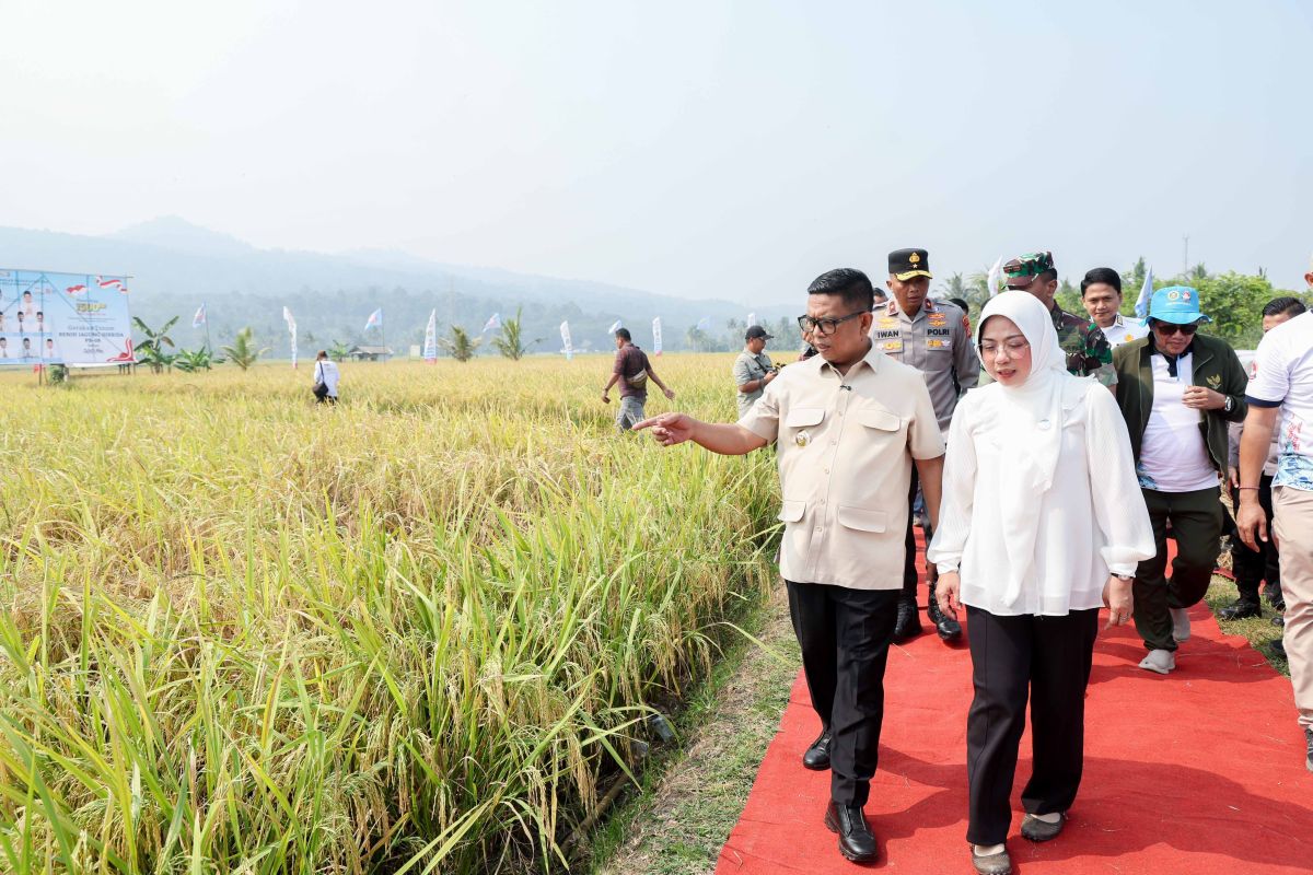 Varietas Padi Organik PS-08 Dikembangkan di 1.500 Hektare Lahan Pandeglang, Petani Dijamin Bebas dari Tengkulak