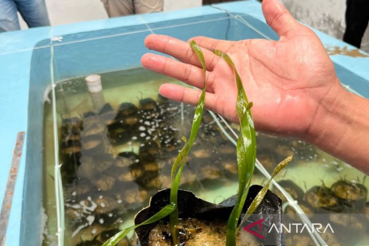BRIDA Kaltim dan YEKHALI Kembangkan Riset Restorasi Lamun, 637 Bibit Disemai di Balikpapan
