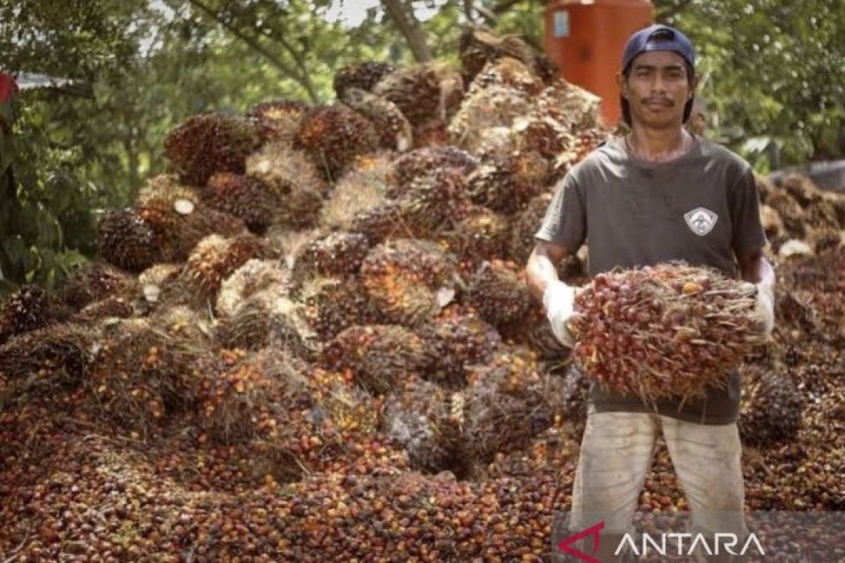 Harga TBS Sawit Kaltim Naik ke Rp3.528 per Kg, Tertinggi untuk Tanaman Umur 10-20 Tahun