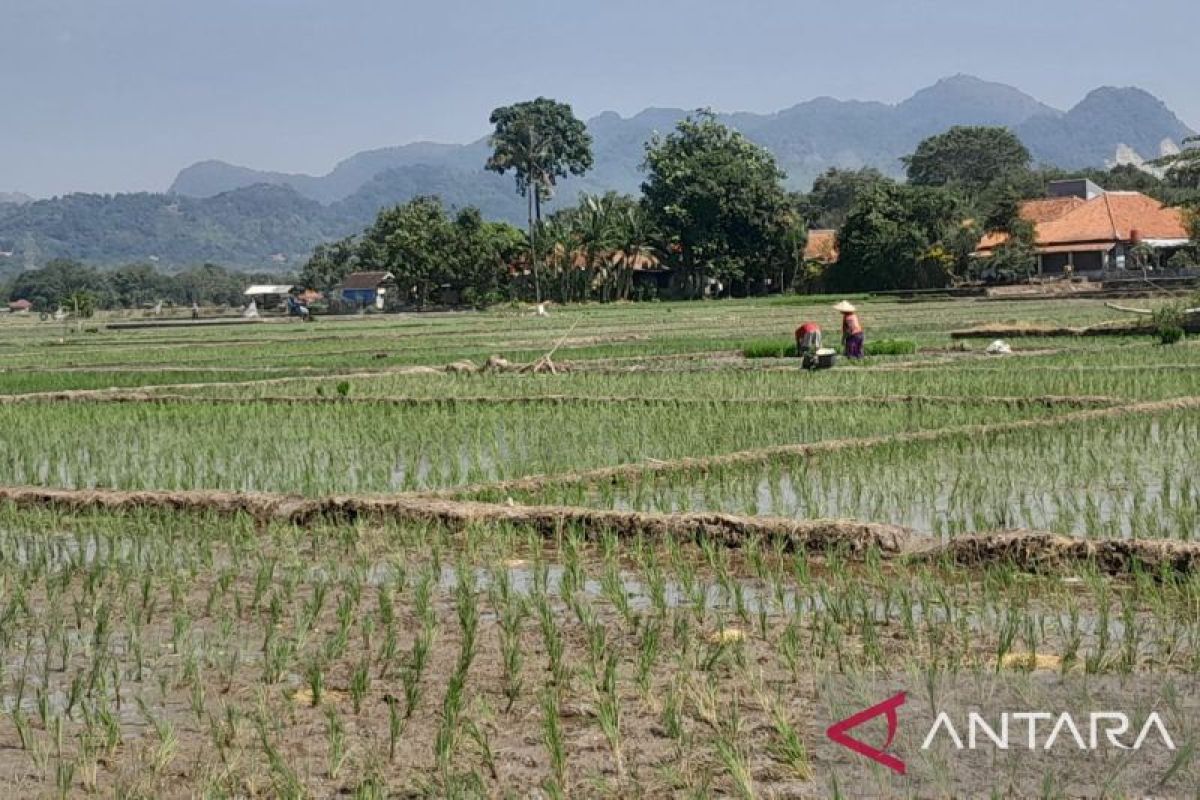 BP Mektan Jabar Optimalkan Pompanisasi di Cirebon, 75 Unit Pompa Disalurkan ke Petani Hadapi Kemarau