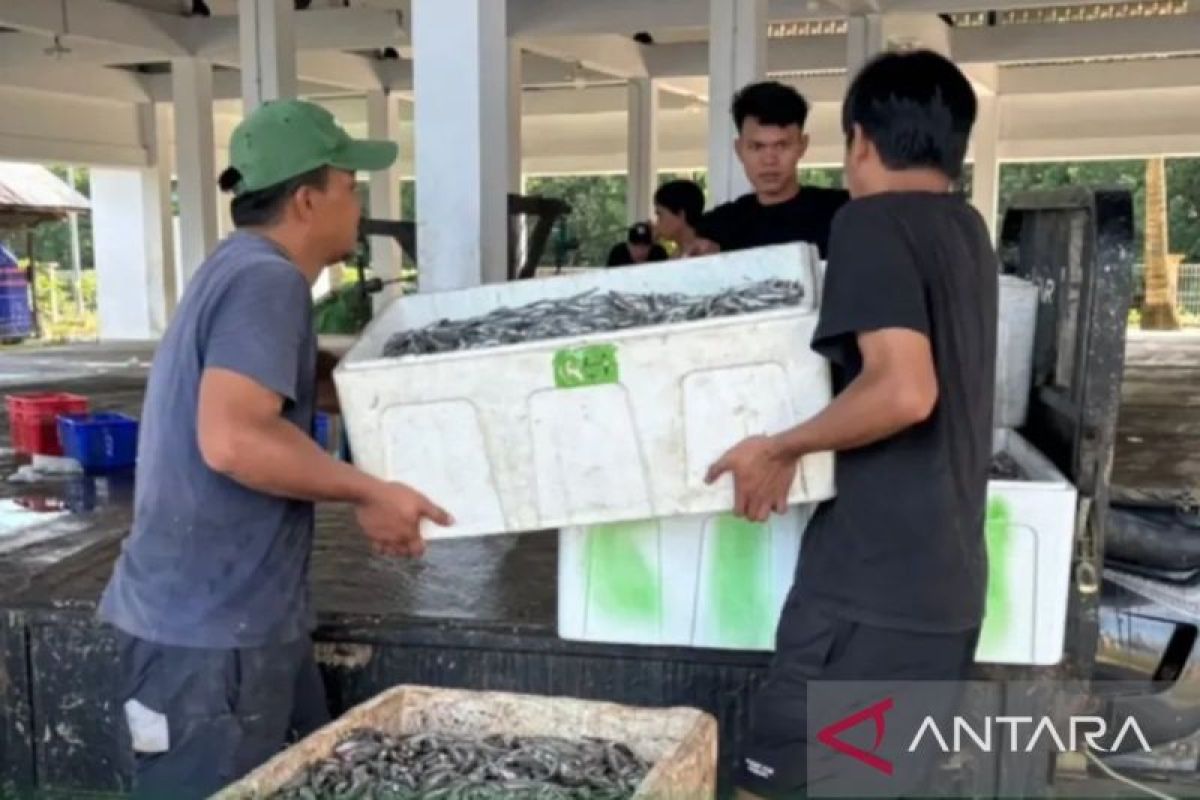 DKP Kaltim Jalankan Tiga Strategi Hilirisasi Perikanan, Targetkan Udang Windu Organik Tembus Pasar Global