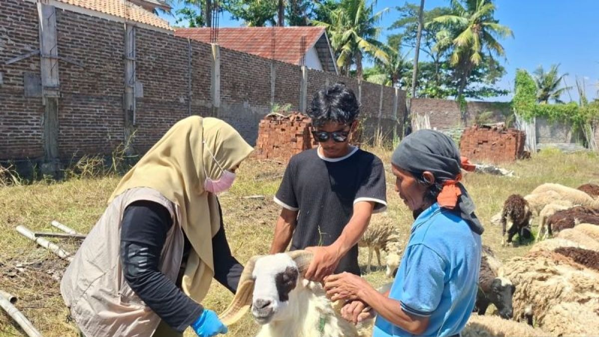 Pemkab Serang Siapkan Pemotongan 1.000 Domba Kurban untuk 22.500 Warga Kurang Mampu di 29 Kecamatan