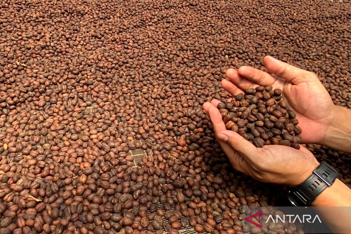 5 Fakta Kerja Sama Kopi Garut ke Jepang, Luas Lahan hingga Proses Penjajakan yang Masih Berjalan