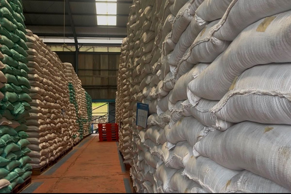 Bulog Sumsel Babel Serap 99.466 Ton Gabah dan Beras Petani hingga Awal Juni 2026, Stok Nasional Tembus 5 Juta Ton