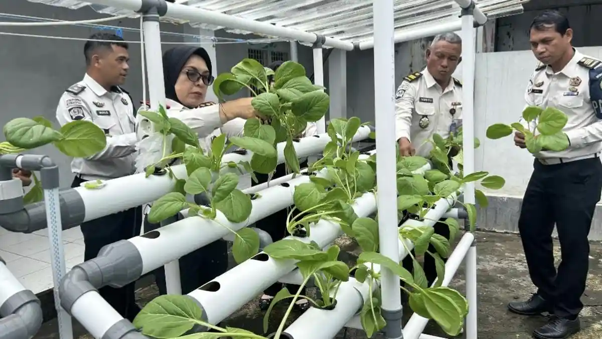 LPKA Ternate Panen Tomat dan Sawi, 15 Anak Binaan Ikut Rawat Kebun Sayur untuk Dukung Ketahanan Pangan