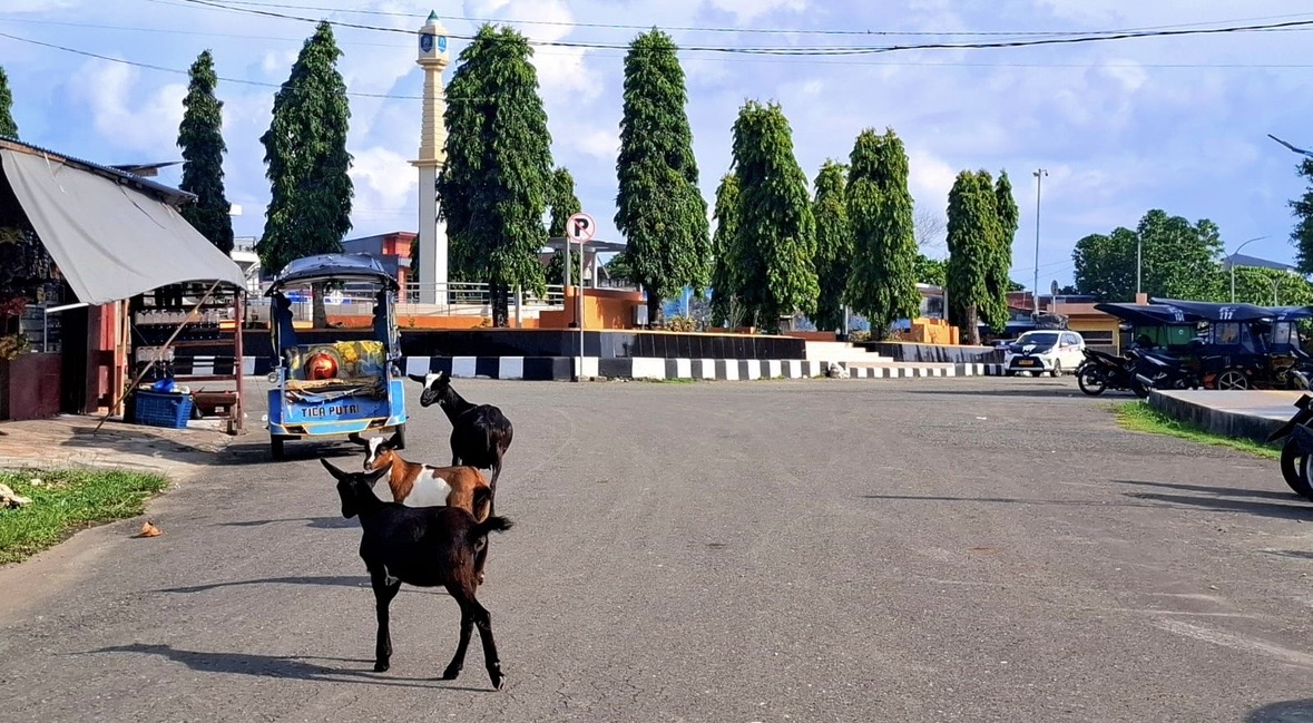 Hewan Ternak dan Anjing Liar Berkeliaran di Jalan Raya Morotai, Warga Desak Satpol PP Bertindak