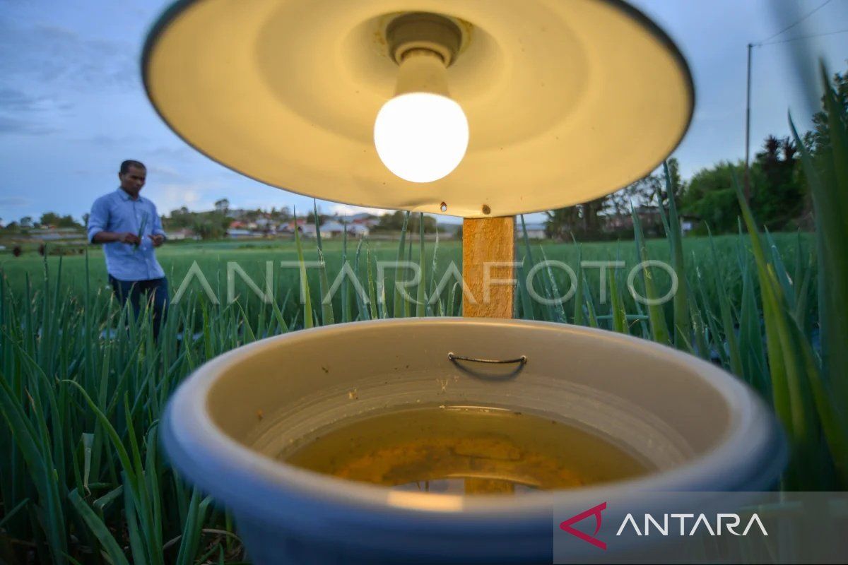 Petani Bawang Alahan Panjang Pasang Lampu Perangkap Hama, Penggunaan Insektisida Turun 50 Persen
