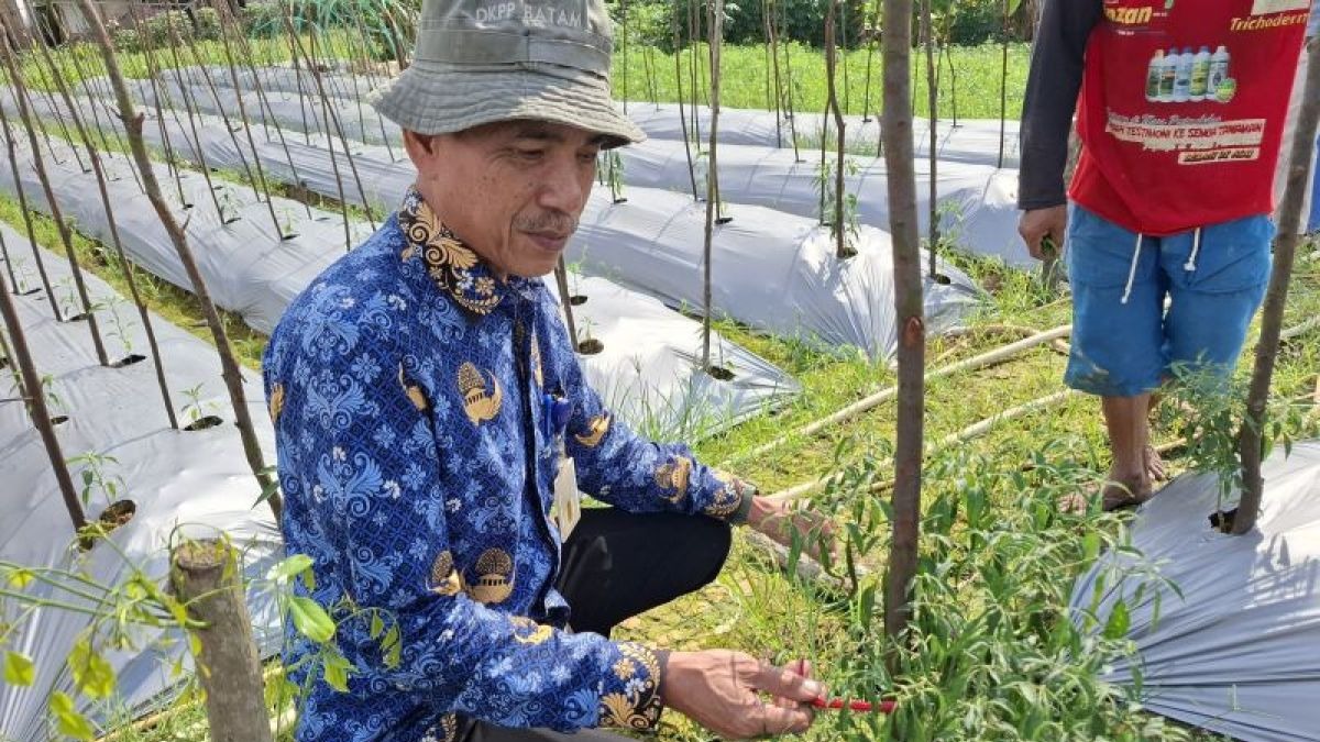 Pemkot Batam Bayarkan Premi Jaminan Sosial untuk 2.500 Petani Sepanjang 2026, Turun dari Tahun Lalu