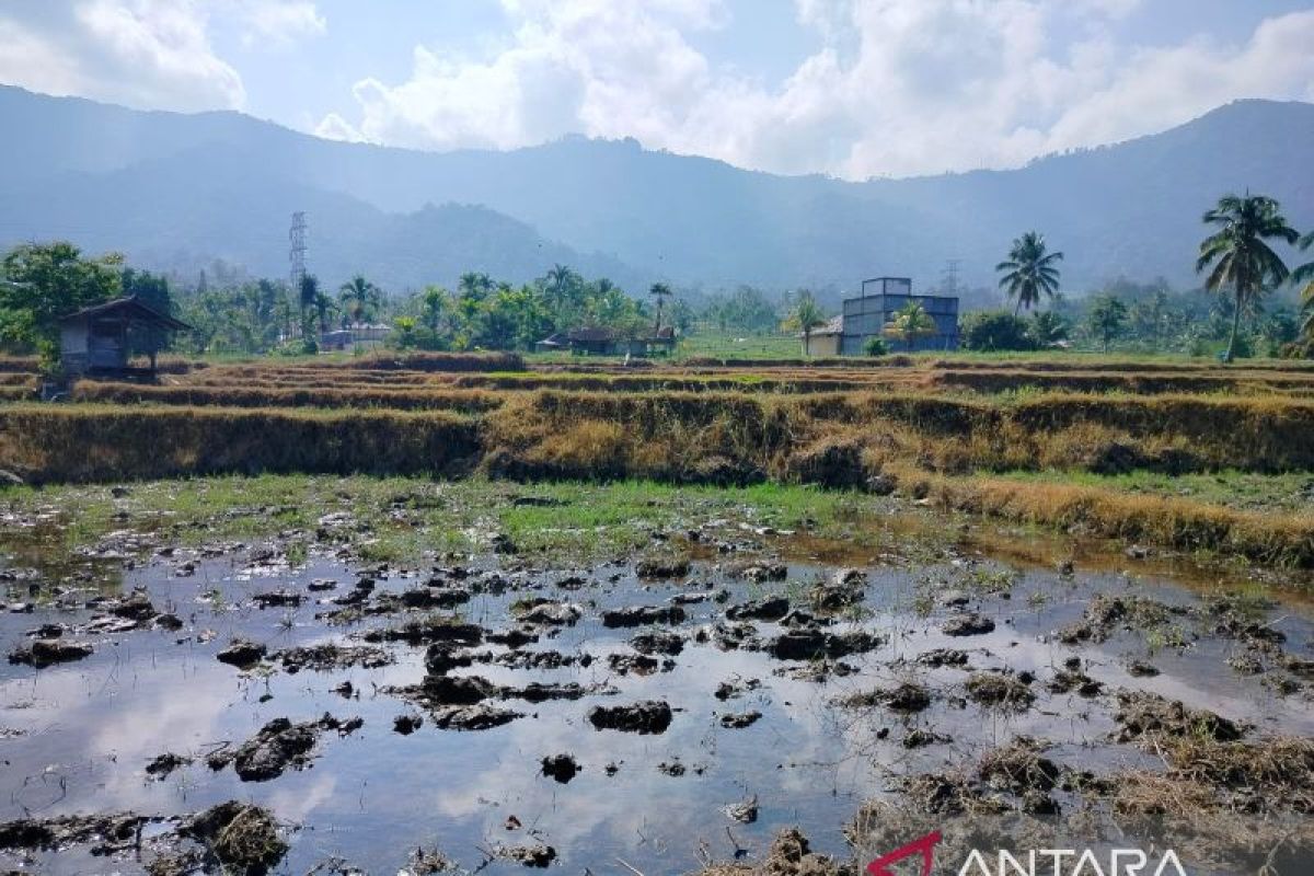 Pemkab Agam Usulkan Rehabilitasi 180 Hektare Sawah Terdampak Bencana ke Kementan, Tersebar di Dua Kecamatan
