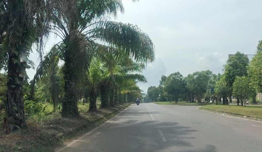Harga TBS Sawit di Sumsel Capai Rp3.846 per Kilogram pada Periode II Juli 2026, Tertinggi di Sumatera Barat