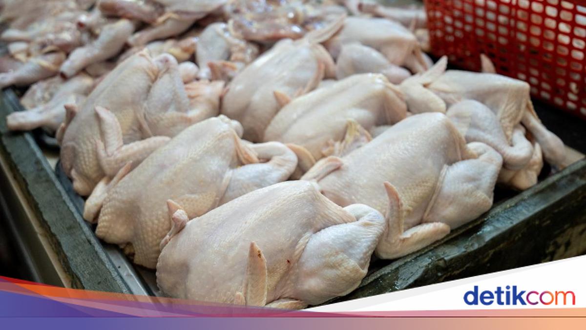 Harga Daging Ayam di Sumut Tembus Rp 49 Ribu per Kg di Sibolga, Tertinggi di Atas HET
