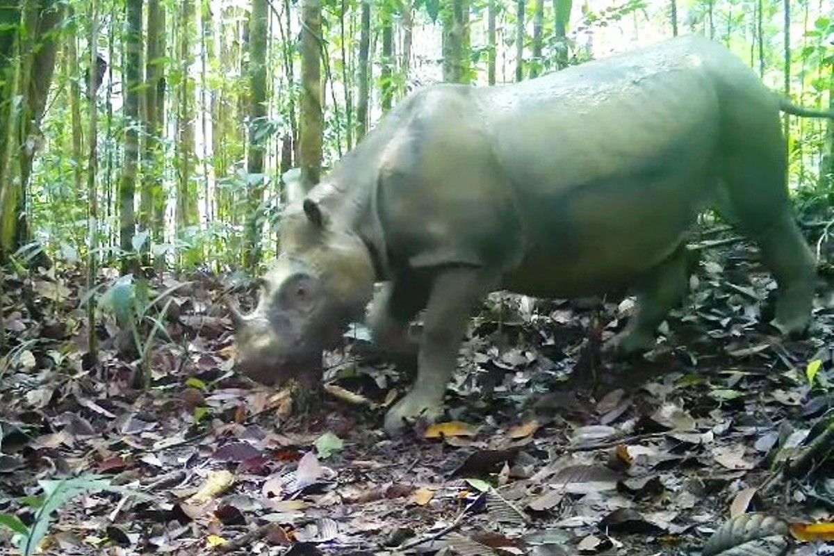 Hanya Tersisa Dua Ekor Badak Kalimantan, BKSDA Kaltim Tempuh Jalur Bayi Tabung demi Selamatkan Subspesies Langka