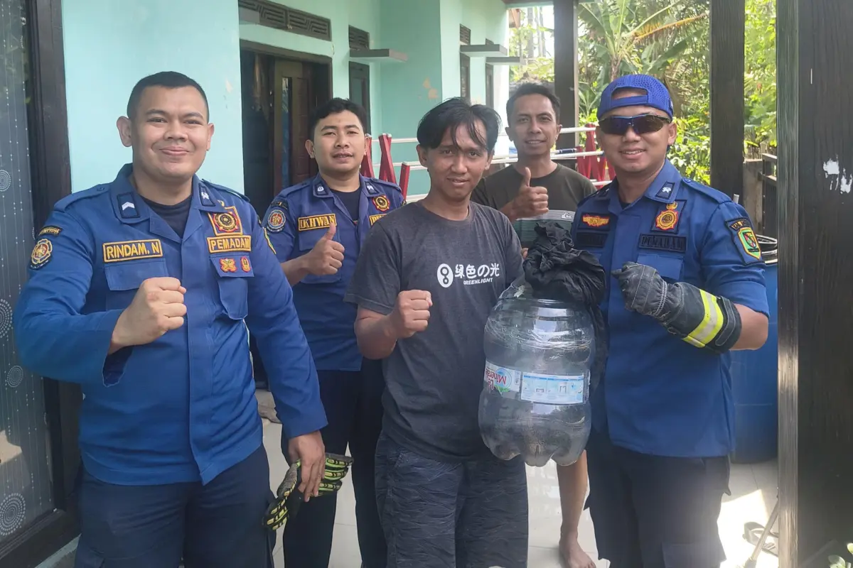 Kobra Jawa 1,2 Meter Bersembunyi di Celah Tembok Rumah Warga Cicalengka, Damkar Kabupaten Bandung Bobok Dinding untuk Evakuasi