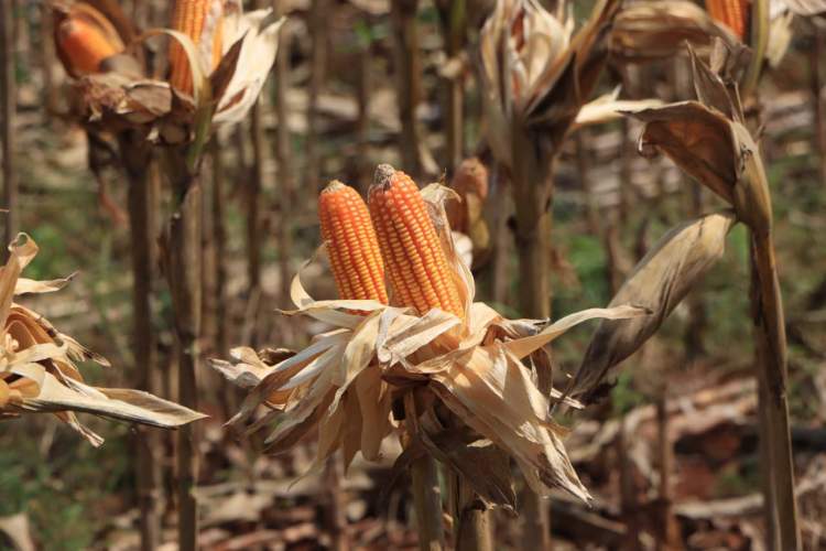 Polri dan Petani di Tuban Siapkan Panen Raya Jagung Sambut Presiden Prabowo, Target 18 Juta Ton Tahun 2026