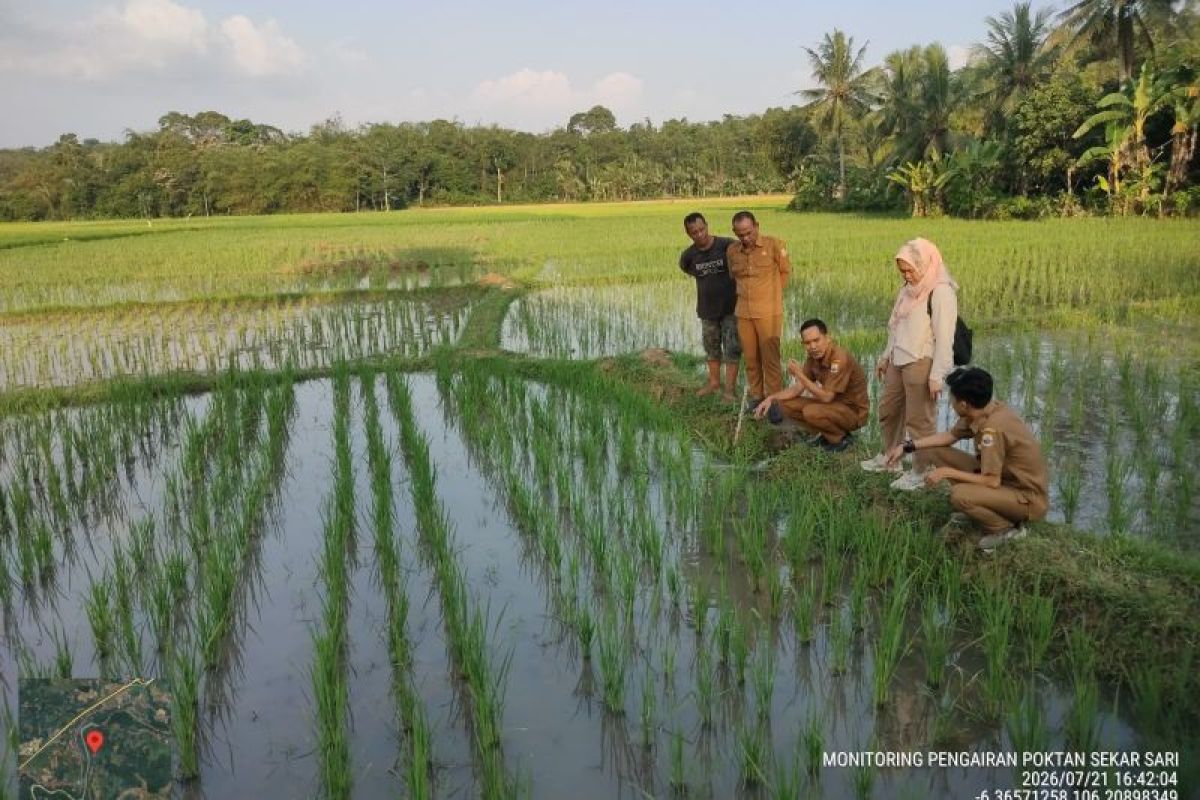 294 Hektare Sawah di Lebak Kekeringan, 14 Hektare Terancam Gagal Panen – Distan Kerahkan POPT dan Pompanisasi Selamatkan Produksi