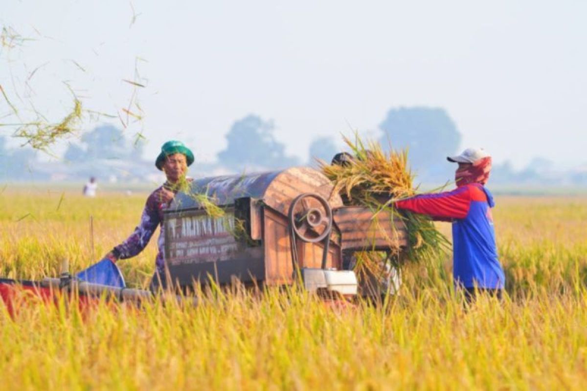 Bulog Sultra Serap 11.200 Ton Gabah Petani Hingga Agustus 2026, Lampaui Target Dua Kali Lipat di Tengah Kemarau