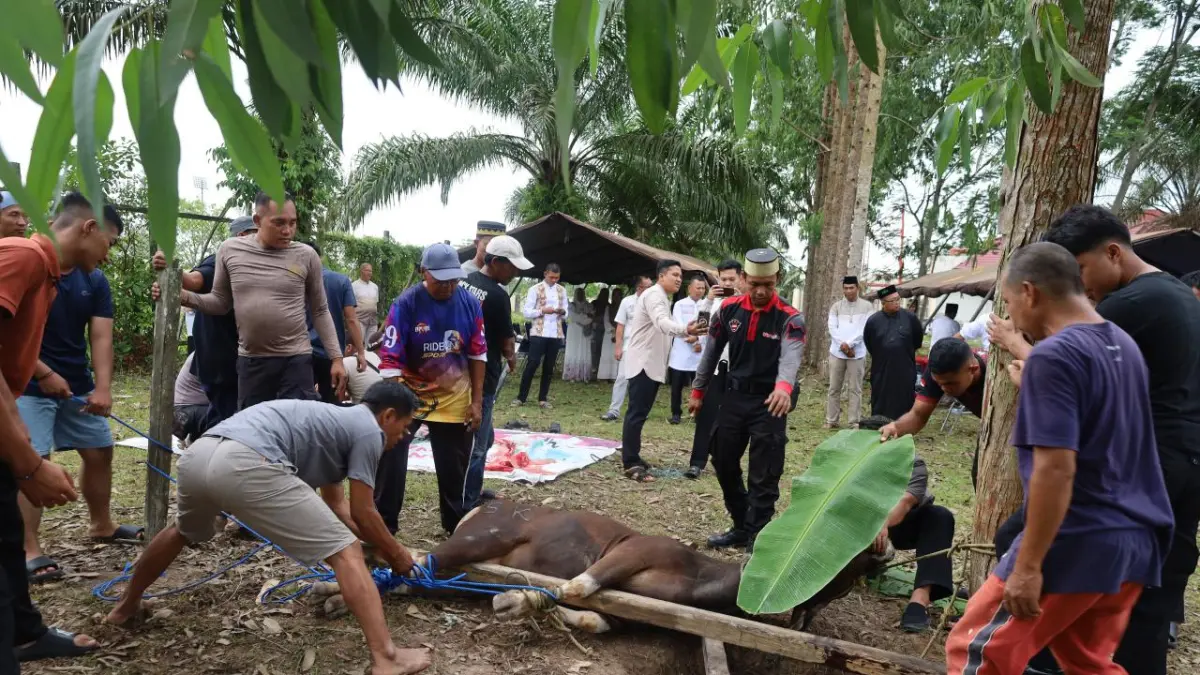Polres PPU Sembelih 5 Ekor Sapi Kurban, Daging Dibagikan ke Warga Berhak di 3 Kecamatan