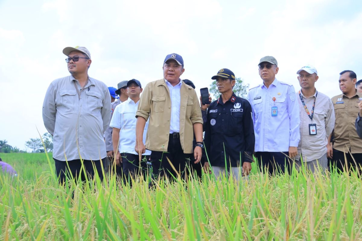 Pemprov Sumsel Luncurkan Program Petani Modern PMAS, Target Produktivitas Padi Capai 10 Ton per Hektare