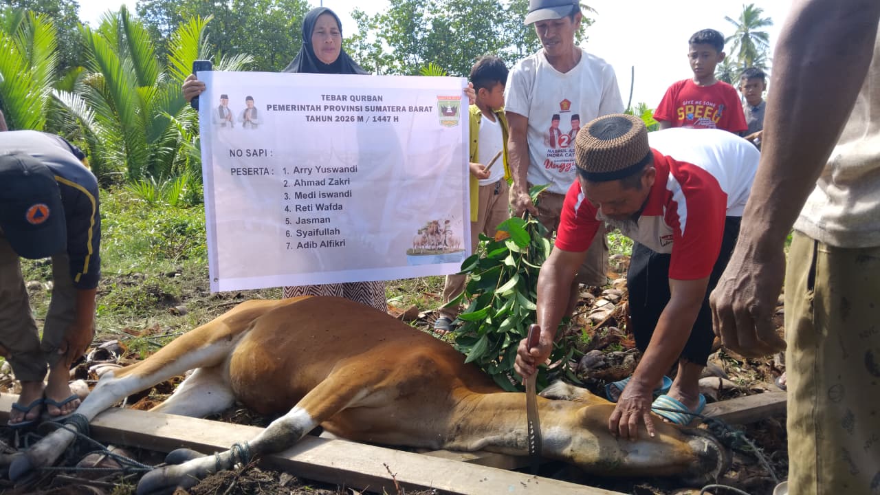 Pemprov Sumbar Salurkan 5 Hewan Kurban ke Mentawai, Daging Juga Diberikan ke Warga Non-Muslim