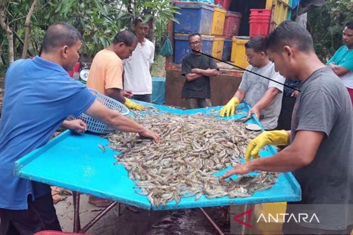 Pemkab Aceh Timur Canangkan Kawasan Konservasi Udang Windu, Habitat Alami Terancam Degradasi di Dua Kecamatan