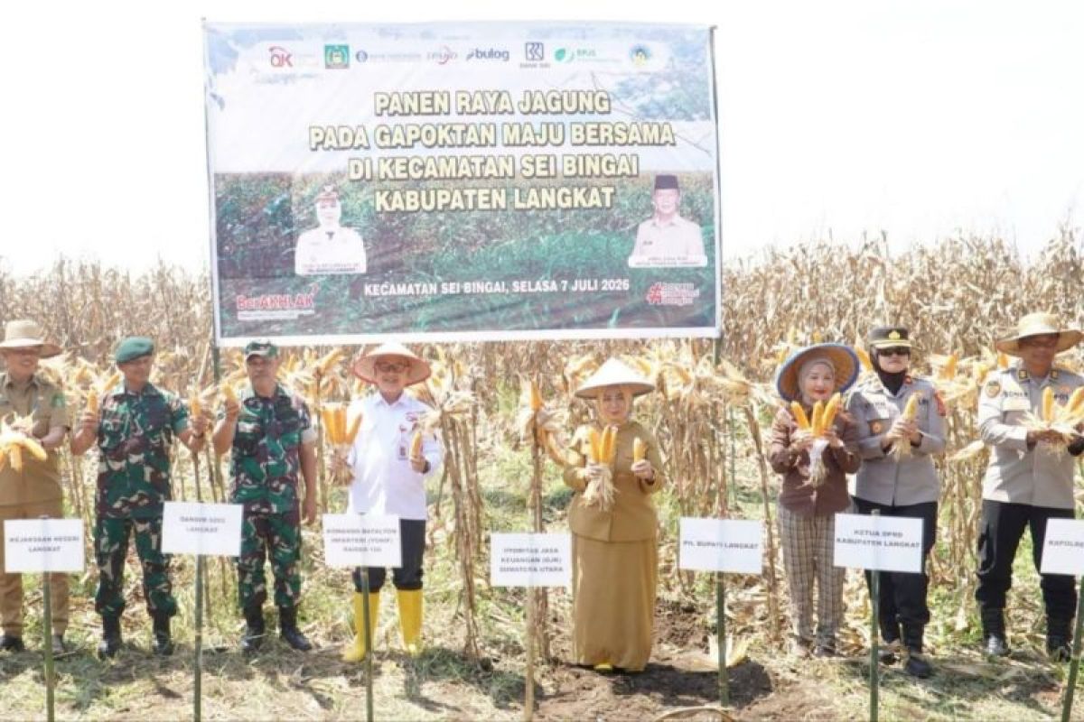 Plt Bupati Langkat Tiorita Pimpin Panen Raya Jagung 15 Ton di Sei Bingai, Petani Dapat Modal Rp 1,3 Miliar