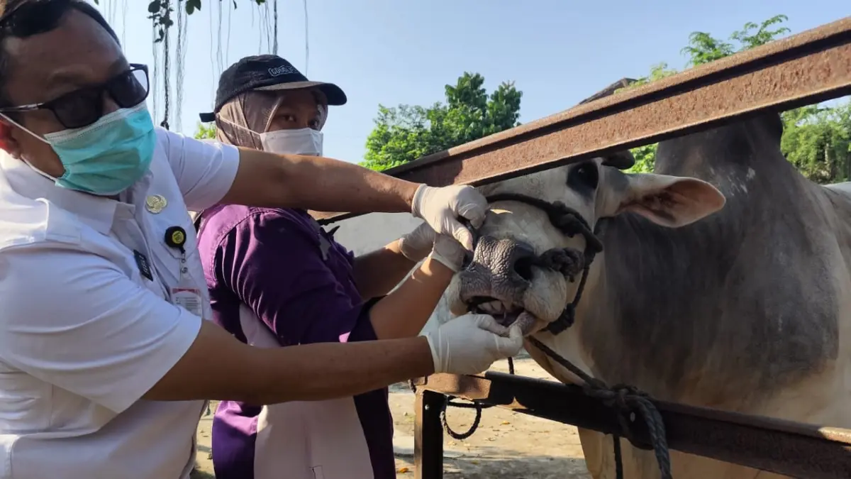 Jelang Idul Adha, Distankan Sukoharjo Perketat Pengawasan Kesehatan Hewan Kurban di Pasar Sapi Bekonang