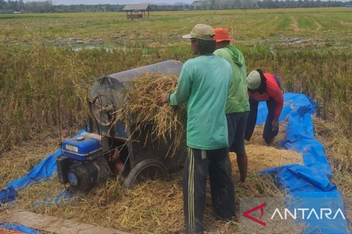 DPKP Babel Percepat Swasembada Beras, 78.989 Ton Kebutuhan Masih Dipasok dari Jakarta dan Sumsel