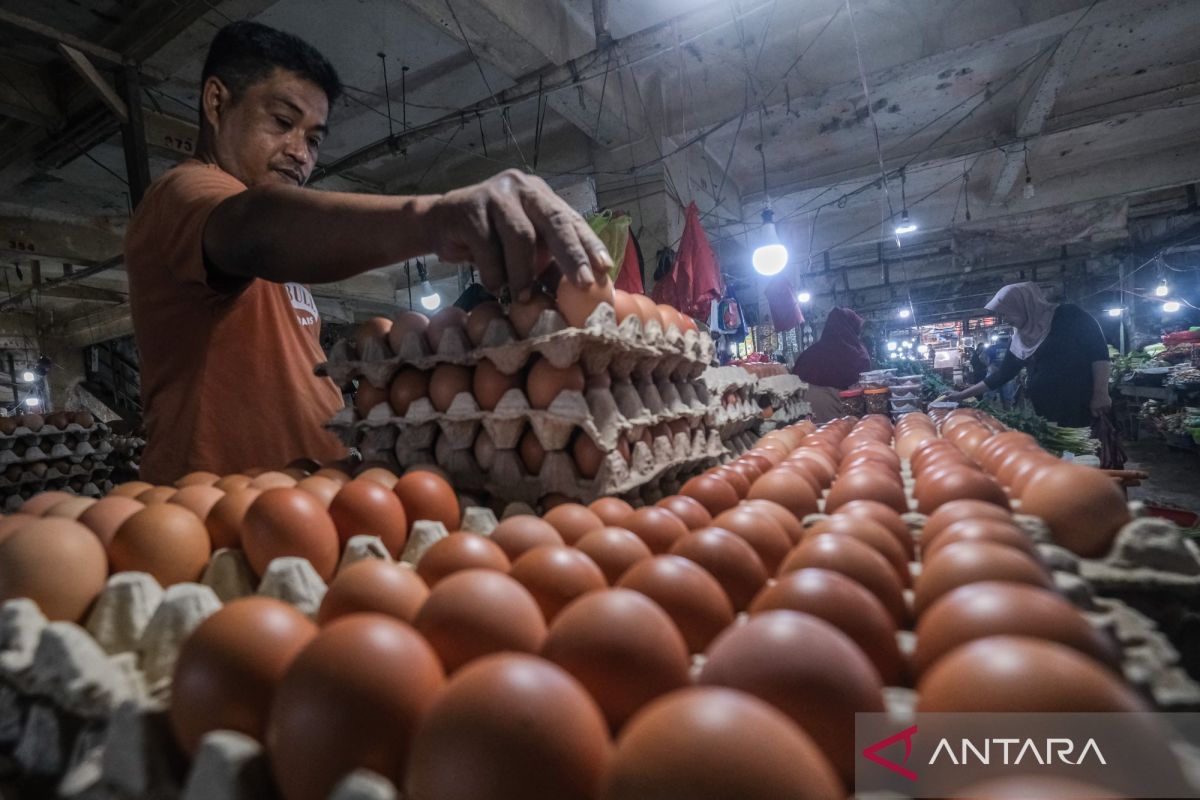 Harga Telur di Bengkulu Mulai Pulih ke Rp22.000-Rp23.000 per Kg, Bapanas Sebut Permintaan Kembali Naik