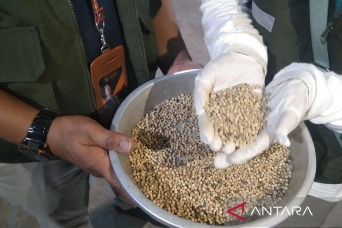 Luas Lada Putih Bangka Belitung Bertambah Jadi 39.639 Hektare, Harga Tembus Rp 150.000 per Kilogram